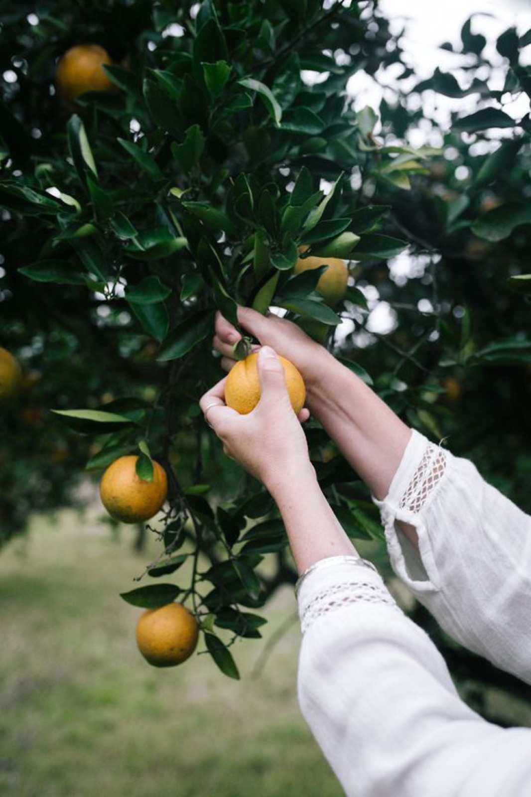 Citrusliget Anne Sémonin képi világában