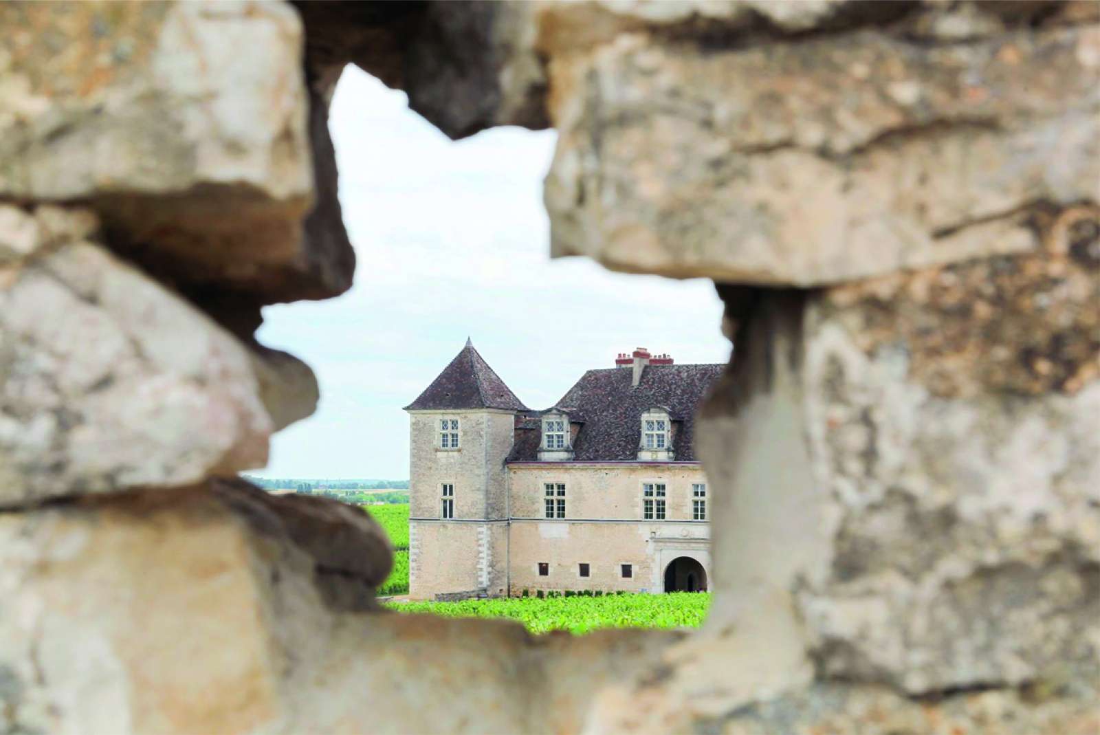 Burgundiai birtok szőlősorokkal