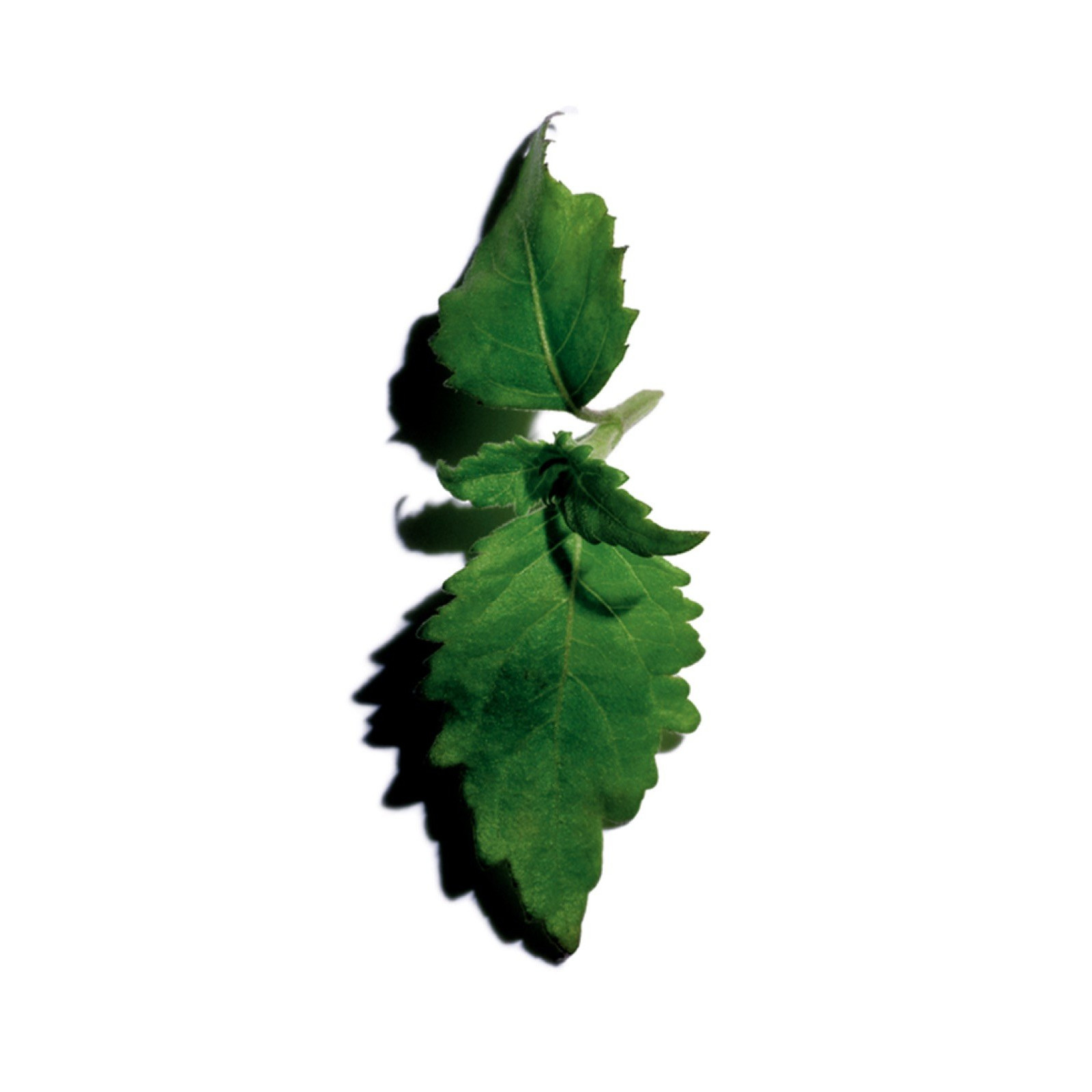 Clarins Eau Dynamisante pacsulis alapillata