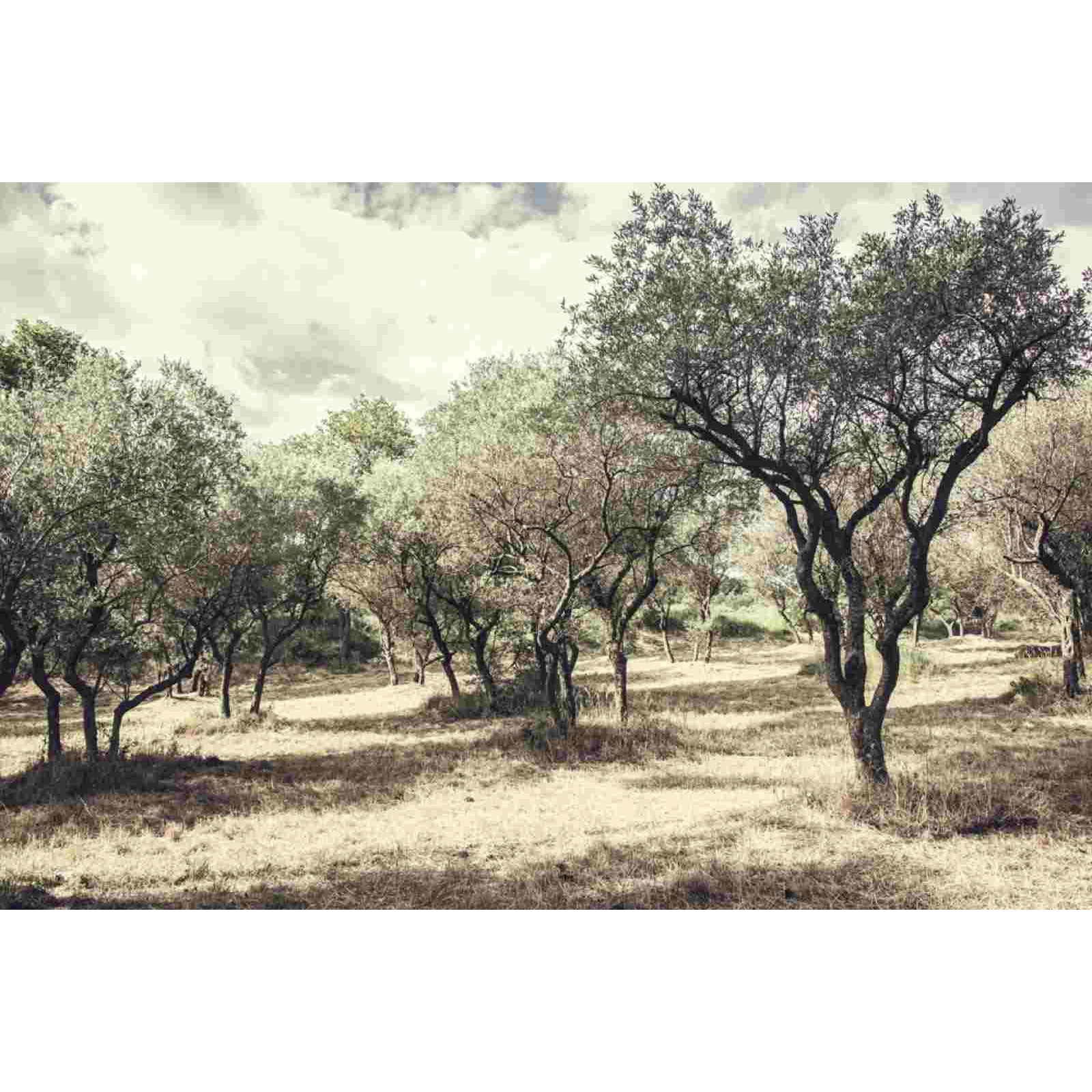 A grove of olive trees with gnarled trunks and a grassy ground beneath a partly cloudy sky