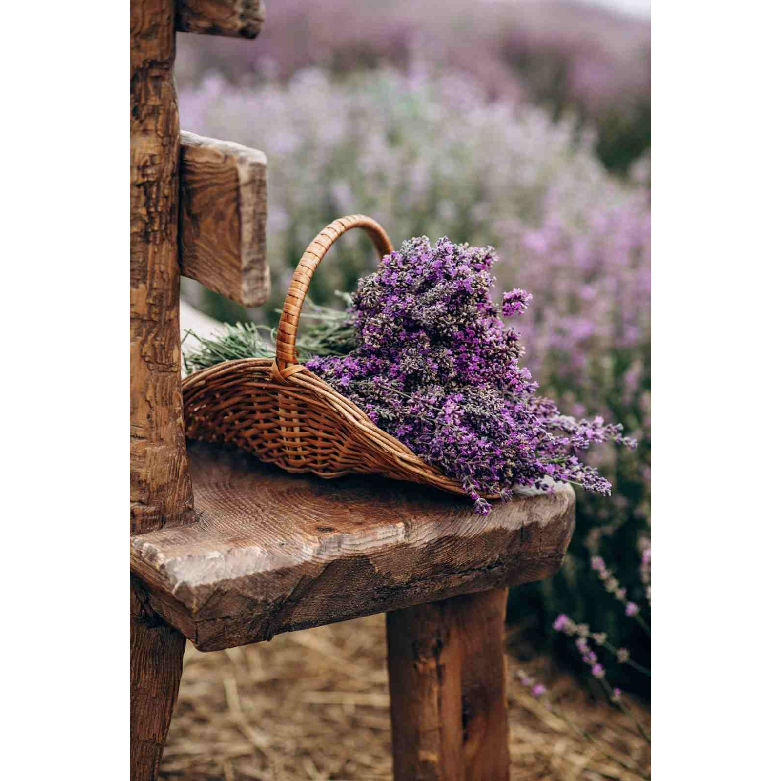 A woven basket filled with vibrant purple flowers rests on a rustic wooden chair, surrounded by a field of lavender blooms