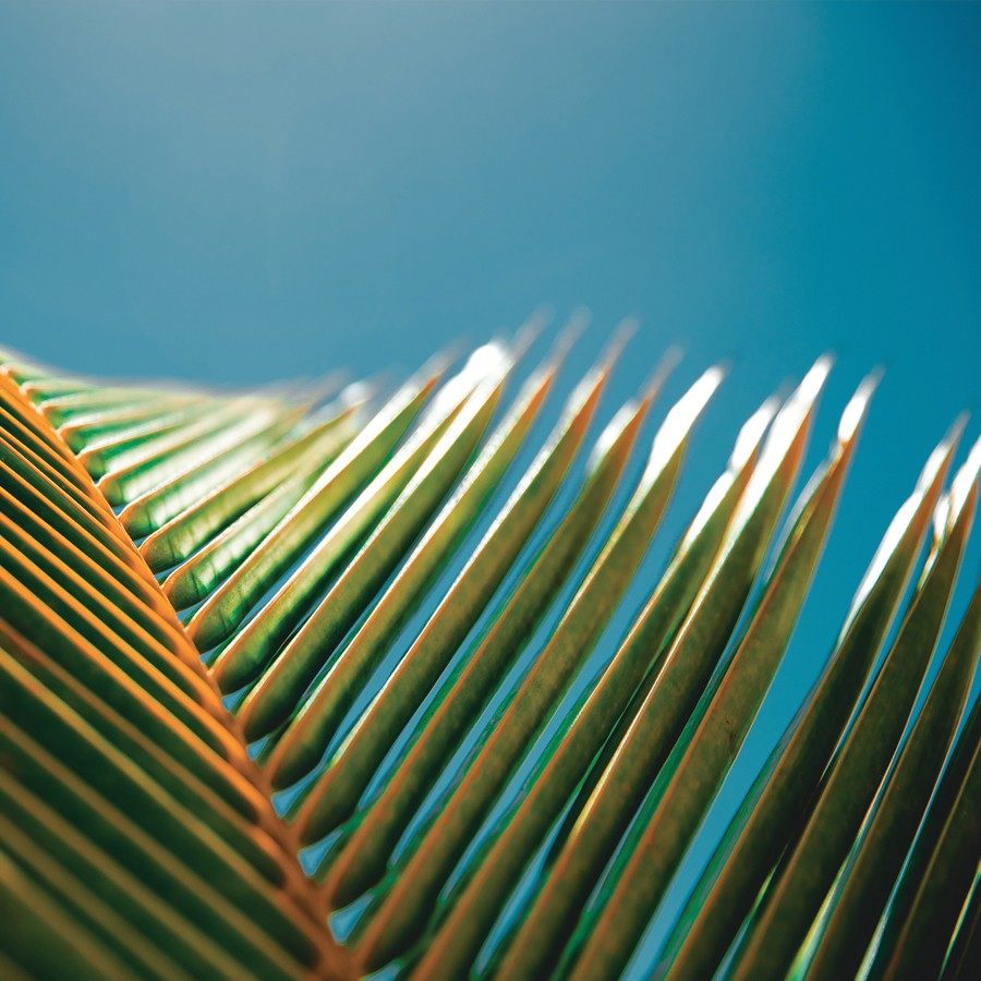 Hei Poa pálmalevél a tahiti napfényes márkavilágában