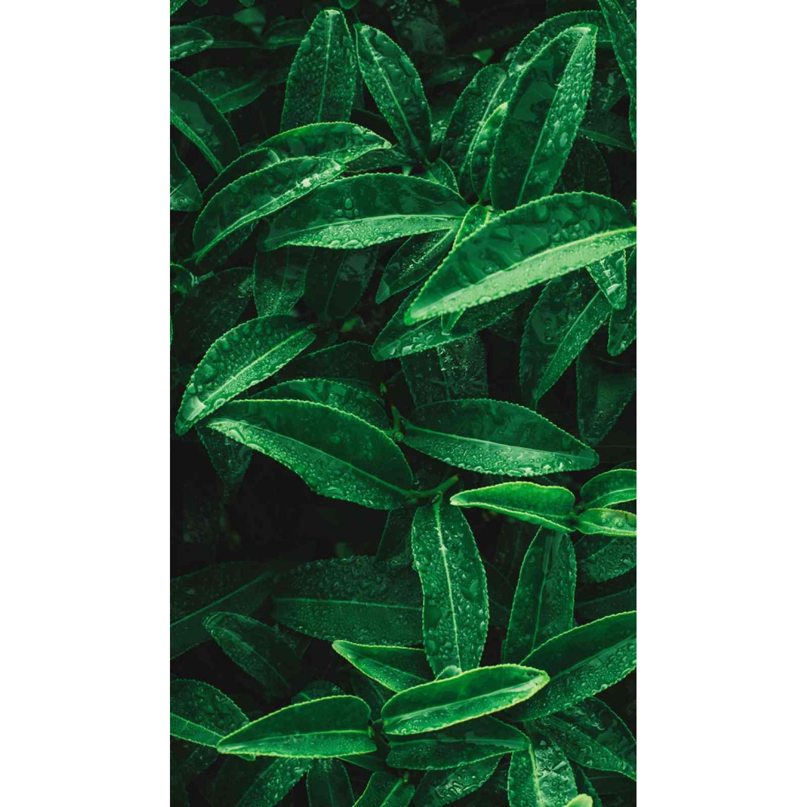 Zöld tealevelek a Green Tea szívillatában
